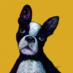 BOSTON TERRIER ON YELLOW